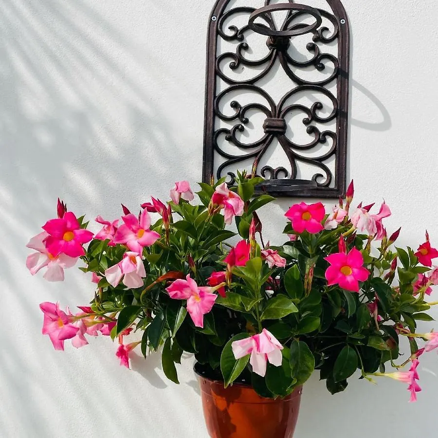 Rosalia Homestay - Levante Apartment Cinisi